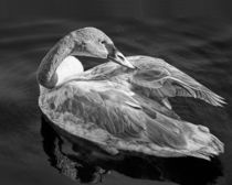 Trumpeter Cygnet Swan in Black and White by Randall Nyhof