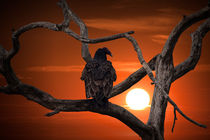 Vulture at Sunset von Randall Nyhof