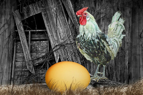 Fa-chicken-egg-0134-4