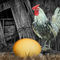Fa-chicken-egg-0134-4
