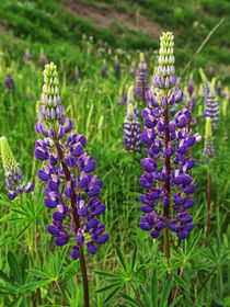 Purple Lupine Flower Blossoms No.824 by Randall Nyhof