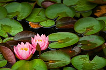 Lily Pads with Blossoms No 201 by Randall Nyhof