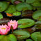 Flow-plant-lily-pads-0201-2