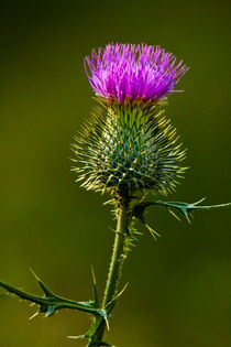 Bull Thistle No. 0181 by Randall Nyhof