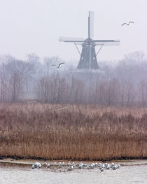 DeZwaan Windmill in Holland, Michigan by Randall Nyhof