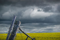 Canola Field in Southern Alberta von Randall Nyhof