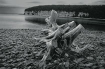 Tree Stump at Fayette Michigan State Park by Randall Nyhof