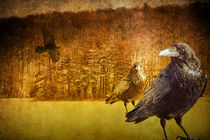Ravens at Hall Lake by Randall Nyhof