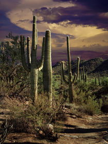 Cactuses in Saguaro National Park No 0006 by Randall Nyhof