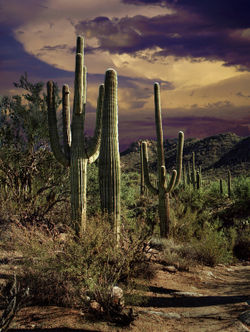 Ldsp-saguaro-cactus-0006-2