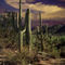Ldsp-saguaro-cactus-0006-2