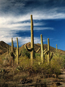 Cactus in Saguaro National Park by Randall Nyhof