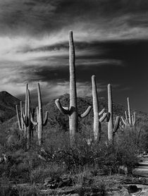Black & White Photograph of Cactus in Saguaro National Park von Randall Nyhof