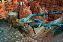 Tree stump on a ridge in Bryce National Canyon by Randall Nyhof