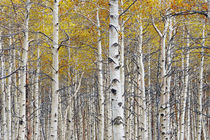 Birch Tree Grove in Autumn by Randall Nyhof