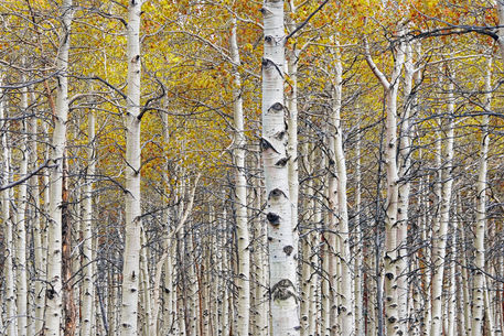 Ldsp-trees-birches-fall-0642
