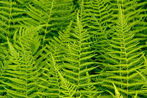 Fern Leaves No.0960 by Randall Nyhof