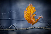 Last Leaf of Autumn von Randall Nyhof