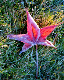 Fallen autumn red leaf in the grass during morning frost by Randall Nyhof