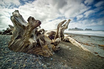Driftwood on Rialto Beach by Randall Nyhof