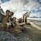 Sesp-beach-realto-driftwood-0163