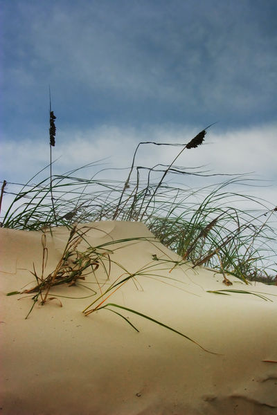Sesp-beach-texas-grass-st-dot-padre-dune-651