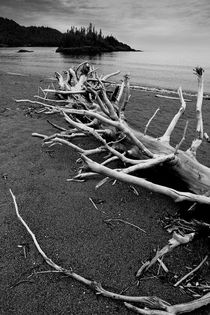 Driftwood Beach by Randall Nyhof