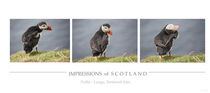 [impressions of scotland] - puffin trilogie von meleah