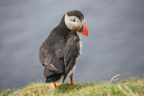 [impressions of scotland] - puffin trilogie no. 2 by meleah