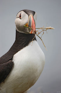 [impressions of scotland] - puffin "home builder" by meleah