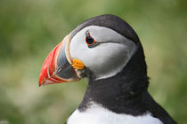 [impressions of scotland] - puffin portrait by meleah