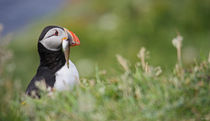 [impressions of scotland] - puffin "fresh fish" by meleah