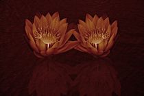 Water Lilies in Deep Sepia by David Dehner