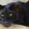 Black-cat-stitch-600dpia-color-adjust