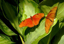 Julia Butterfly Pair by Rosalie Scanlon