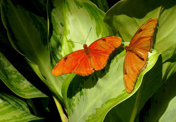 Dscn2897-julia-butterflies-300