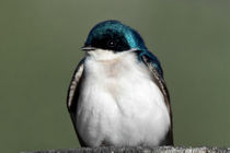 Fat Tree Swallow by Kathleen Bishop