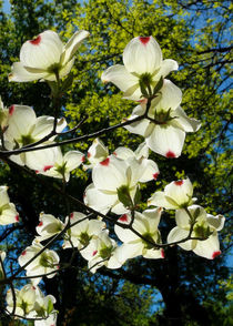 Dogwood Blossoms in Early Spring von Kathleen Bishop