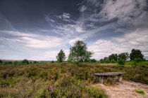 Lüneburger Heide by photoart-hartmann