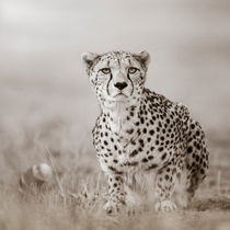 Lurking Cheetah by Regina Müller