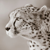 Cheetah Portrait by Regina Müller