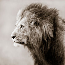 Male Lion, Masai Mara, Kenya by Regina Müller