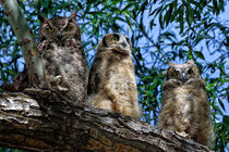 Great Horned Owl Family by Kathleen Bishop
