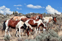 Feral Horses in the Oregon Desert von Kathleen Bishop