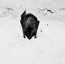 Bat on the Wall by Dan Richards