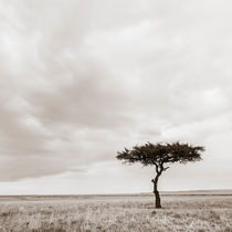 Lonely Tree with Vultures, Masai Mara, Kenya von Regina Müller