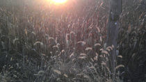 Sun touched meadow von Joel Furches