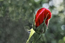 Rose - rosacea von ropo13