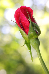 Rote Rose - red rose von ropo13