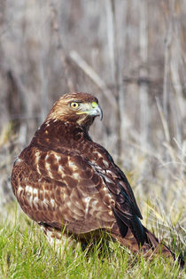 Young Red-tailed Hawk in Winter Plumage by Kathleen Bishop